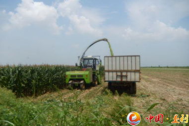 多措并舉備足“冬糧” 縣畜牧局積極推進(jìn)青貯飼料儲(chǔ)備與銷售工作